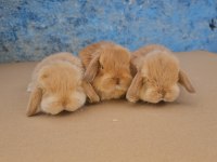 Mini lop tavşanı bebeklerimiz