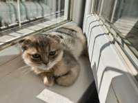 Yavru Scottish Fold Kedimiz