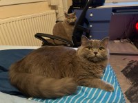 British Longhair 1 yaşındaki kızıma eş arıyorum