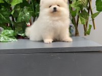 A+ Kalite Pomeranian Yavrularımız 81 ile Gönderim Mevcut
