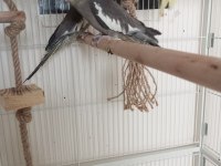 3 aylık sultan papağanları