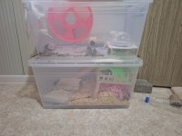 Eğitimli hamster pamuk