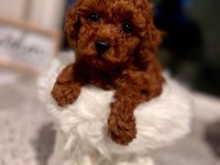 Sevimli Ufacık Toy Boy Poodle Yavrular