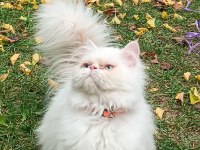OYUN DELİSİ ERKEK İRAN KEDİSİ