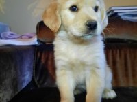 Golden retriever yavrularımız Baby face ırk garantili