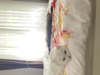 10 AYLIK ANKARA KEDİSİ