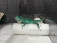 Mavi Iguana