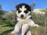 Irk garantili Husky yavrularımız