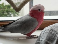1 YAŞINDA ERKEK GALAH KAKADU