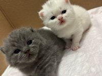 Kaliteli scottish fold yavru bi bakin yaaa