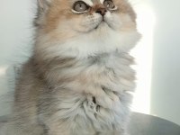 British Longhair Kedilerim