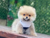 Pomeranian boo yavrular
