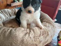 mükemmel kalitede border collie bebekler için acele edin