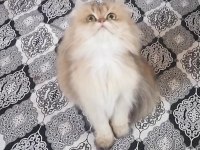 Golden british longhair NY 12 Dişi