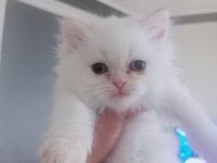 Mavi göz exotic chinchilla melezi yavrular