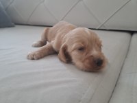 MİNİK COCKER YAVRULARIMIZ