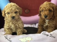 Mükemmel Kaliteli Oyuncak Gibi Poodle Yavrularımız