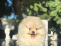 Show kalite pomeranian boo yavrularımız