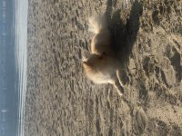 1 yaş pomeranian acil şehir değişikliği yapacağım için