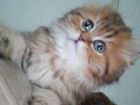 Çok sevecen golden black longhair 2,5 aylık kedimiz