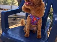 Dişi 6,5 aylık poodle