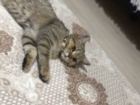 Golden tabby dünya güzeli bir british shorthair