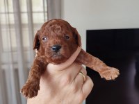 ANNE BABA ORJİNAL TOY POODLE BEBEKLER