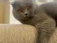 Oğluma gelin adayı arıyorum scottish fold