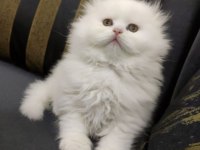 Irk Ve Sağlık Garantili Scottish Fold