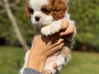 Cavalier King Charles Yavrularımız