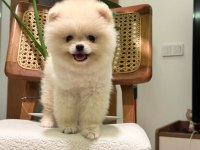 Teddy ayı surat pomeranian
