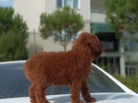 toy poodle kore kanı ırk garantili