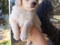 Maltese yavru