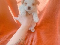 Show kalite Tea cup morkie yavrularımız 