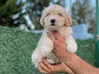 SEVİMLİ MORKİE KÖPEĞİ