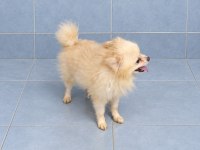 Yeni yuvasına gitmeye hazır pomeranian