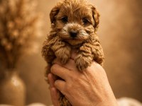 Toy Poodle Yavrumuz