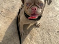 TÜRKİYEDE TEK PUG