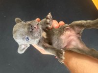 MAVİ MAVİ MASMAVİ FRANSIZ BULLDOG MAVİŞLER