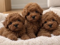 İlk Bakışta Kendine Hayran Bırakan Poodle Yavruları
