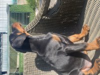 FCI Şecereli Muhteşem Doberman Yavrular