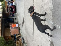 7 Aylık Cane Corso Safkan Blue