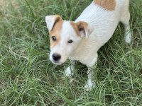 3 Aylık Erkek Jack Russell