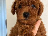 Sevgi ile bakılan toy ve teacup poodle yavrularımız