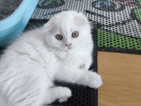 Küçük scottish fold minnaklar