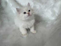 ŞAMPİYON KAN HATTINDAN BRITISH LONGHAIR BY1133 ERKEK
