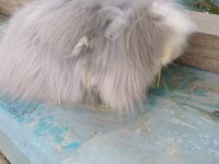 Lop tavşanlar