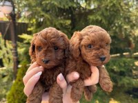 Ruhsatı Lköpek Çiftliğinden Toy Poodle Yavrularımız