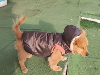 Pekinez ve fino kırması