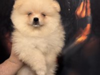Pomeranian boo ayı surat yavrularımız